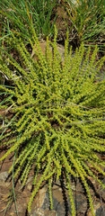 Crassula lanceolata transvaalensis