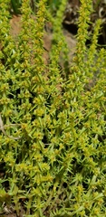 Crassula lanceolata transvaalensis