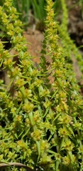 Crassula lanceolata transvaalensis