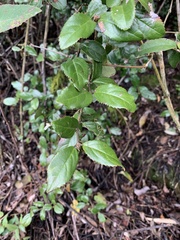 Viburnum taitoense