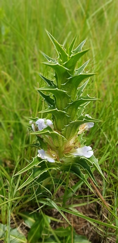 Blepharis squarrosa