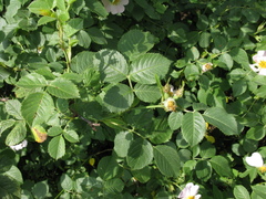 Rosa uncinella