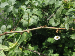 Rosa uncinella