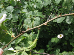 Rosa uncinella