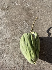 Araujia sericifera