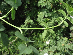Rosa uncinella