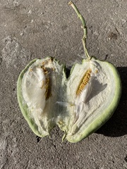 Araujia sericifera