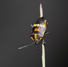 Aplerotus maculatus