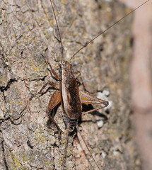 Eurepa marginipennis