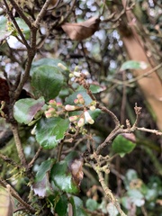 Viburnum taitoense