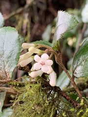 Viburnum taitoense