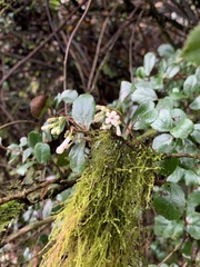Viburnum taitoense