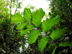 Iriartella stenocarpa