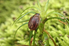 Paropsisterna selmani