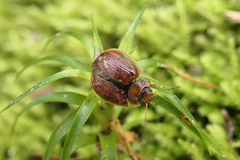 Paropsisterna selmani