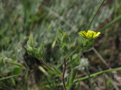 Potentilla pedata