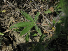 Potentilla pedata