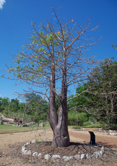 Adansonia suarezensis