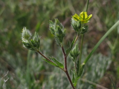 Potentilla pedata