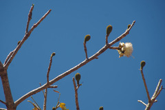Adansonia suarezensis