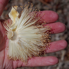 Adansonia suarezensis