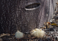 Adansonia suarezensis