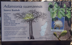 Adansonia suarezensis