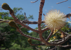 Adansonia suarezensis