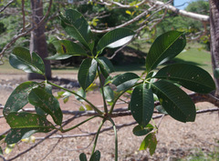 Adansonia suarezensis