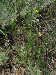 Potentilla pedata