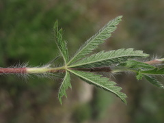 Potentilla pedata