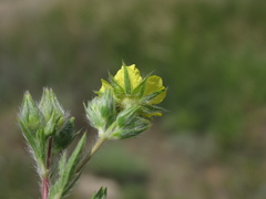 Potentilla pedata