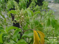 Allophylus timorensis