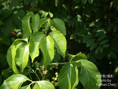 Allophylus timorensis