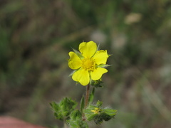 Potentilla pedata