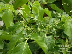 Allophylus timorensis