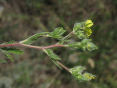 Potentilla pedata