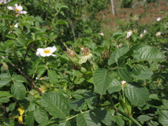 Rosa uncinella