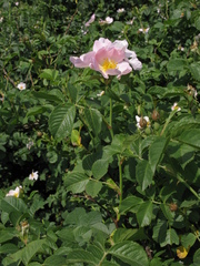 Rosa uncinella