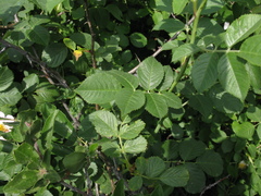 Rosa uncinella