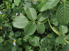 Rosa uncinella