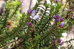 Veronica formosa