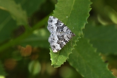 Chrysolarentia argocyma
