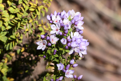 Veronica formosa