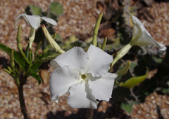 Pachypodium decaryi