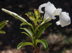 Pachypodium decaryi