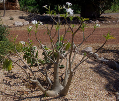 Pachypodium decaryi