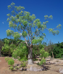 Moringa drouhardii