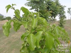 Allophylus timorensis