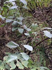 Rubus kawakamii